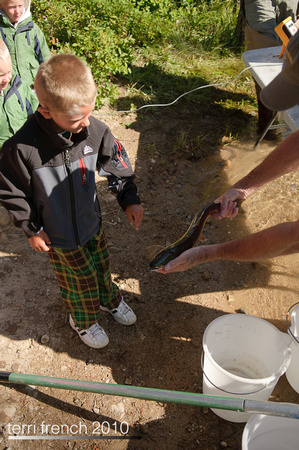 Sockeye Release at Redfish Outlet-24
