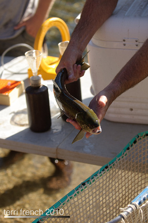 Sockeye Release at Redfish Outlet-22
