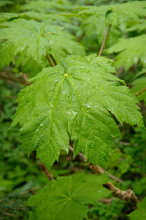 Juneau vegetation