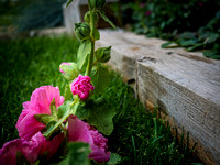 _7290090-Edit