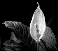 DSC_5865-Edit
