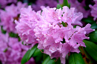Rhododendron