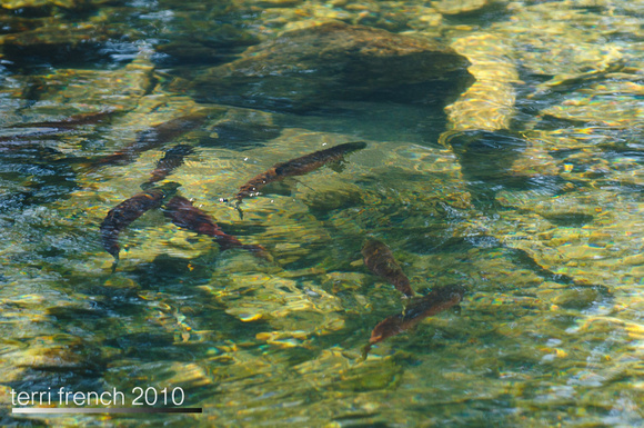 Sockeye Release at Redfish Outlet-32