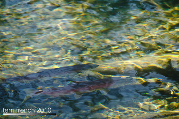 Sockeye Release at Redfish Outlet-28