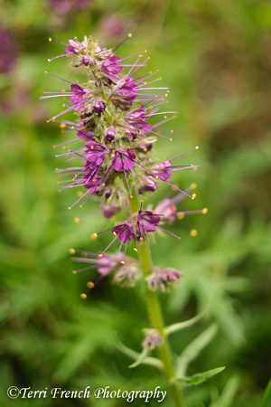 Wildflower on Palisades Creek Trail