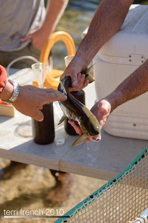 Sockeye Release at Redfish Outlet-21