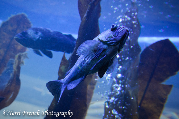 Aquarium at the Fish Hatchery