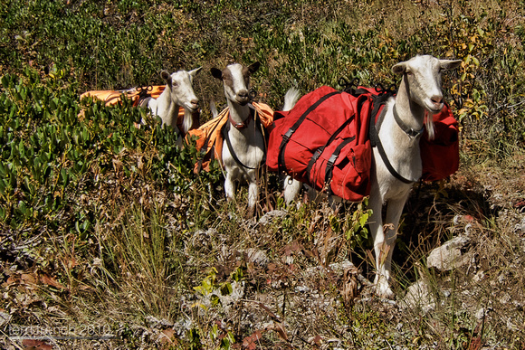 The Hiking Goats