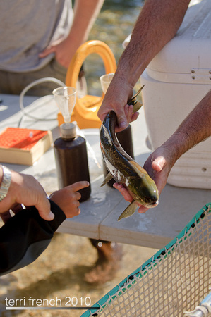 Sockeye Release at Redfish Outlet-23